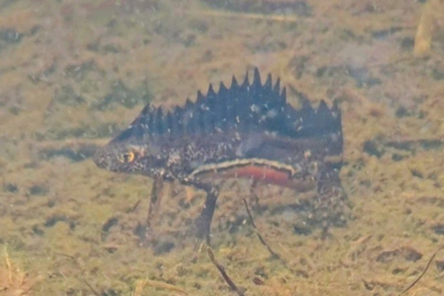 Artvin'de nesli tehlike altındaki Kafkas semenderi görüntülendi