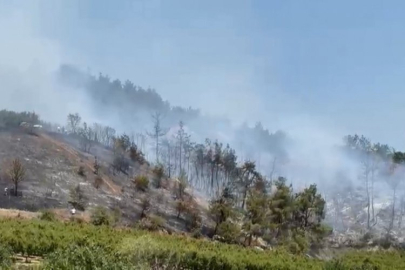 Bursa'nın bir ilçesinde daha yangın!