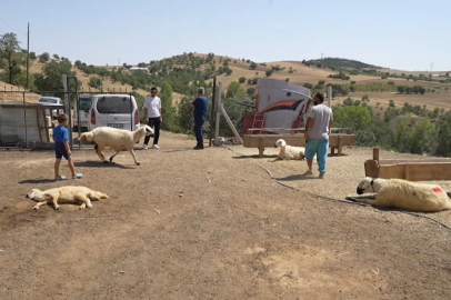 Kırıkkale'de 210 hayvan telef oldu: 63 yaşındaki kadın gözyaşlarına hakim olamadı