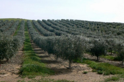 İlçe Tarım Müdürlüğü'nden üreticilere çağrı!  Genel Tarım Sayımı başladı...