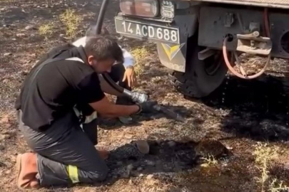 Yangından etkilenen kirpiye elleriyle su verdiler