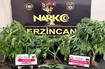 Erzincan'da Uyuşturucu Operasyonu: Kenevir ve Haşhaş Ele Geçirildi