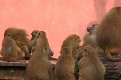 Hayvanat Bahçesi'nde 12 şebek öldürüldü: Suç duyurusunda bulunulacak