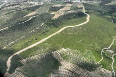 Bursa'da yanan alanlar hızla yeşillendirilecek