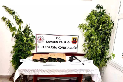 Samsun'da Uyuşturucu Operasyonu: 51 Kök Kenevir ve 500 Gram Esrar Ele Geçirildi