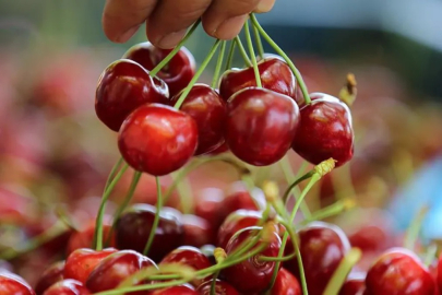 İstanbul'da kiraz pahalılığı