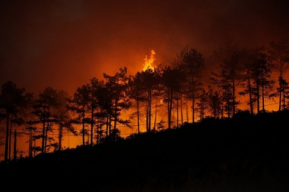 Bursa'da yangınların bilançosu ortaya çıkıyor! Yıllar sürecek tahribat...