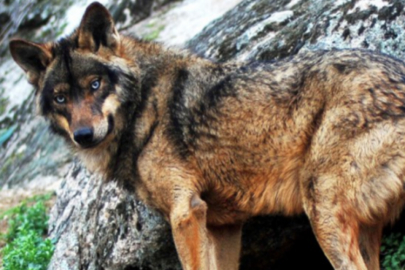 Böyle bir hayvan artık yok!