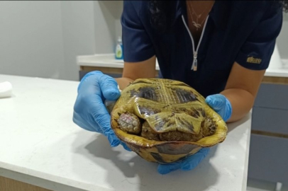 Kafasını kabuğundan çıkarmıyor! Bursa'daki yangından yaralı kurtarılmıştı