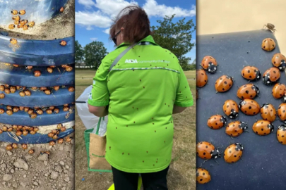 Uğur böcekleri kasabayı sardı insanlara saldırmaya başladı!