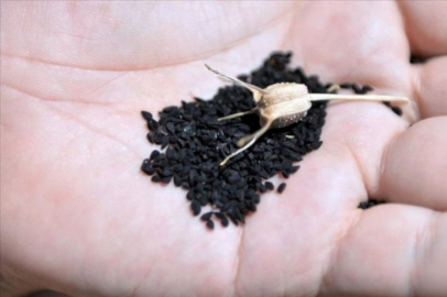 Çörek otunu tüketmenin vücudumuz üzerinde ki etkileri...