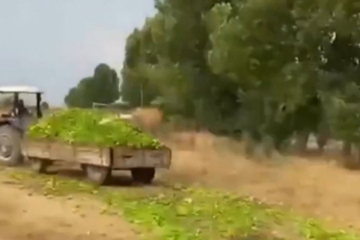 Bursa'da mahsulünü hayvanlara yem eden üreticiye şok!