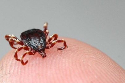 Kenelerden bulaşıyor! KKKA nedir?