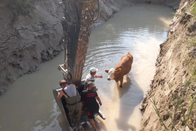 Tokat'ta gölete düşen inekler kepçe ile kurtarıldı