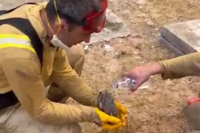 Yangından Kurtarılan Kirpiye Orman İşçileri Su İkram Etti