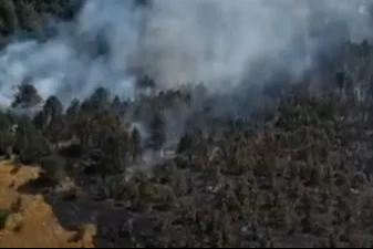 Sinop'ta orman yangını paniği