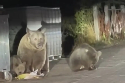 Uludağ'da Anne Ayı ve Yavruları Çöp Konteynerinden Yiyecek Aradı