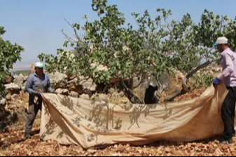 Fıstığın anavatanı Gaziantep'te hasat zamanı