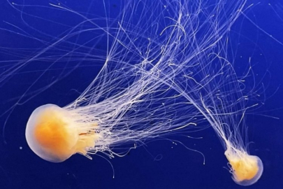 Nükleer santral çalışmalarına denizanası engeli: 4 reaktör kapatıldı