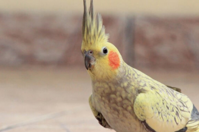 Papağan konuştu 15 kişilik çete çökertildi