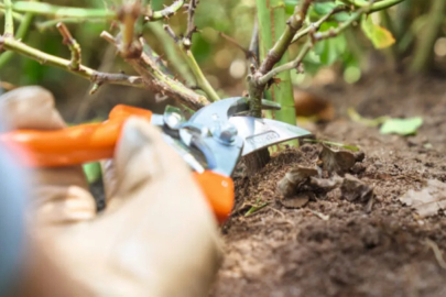 Ağustos ayında budanması gereken bitkiler: Şimdi budayın, seneye verimi katlayın