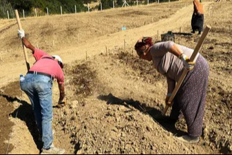 Dünyanın en pahalı baharatı safran soğanları toprakla buluşuyor