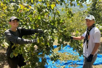 Zonguldak'ta fındık hasadı tırpan ücretleri rekor kırdı
