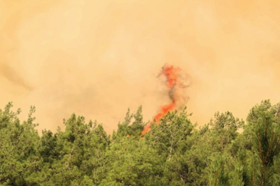 Orman mühendislerinden 'ağaçlandırma' uyarısı