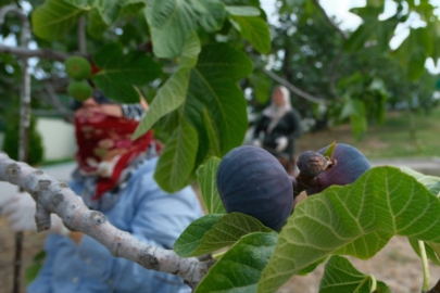 Bursa'nın siyah altını yine gözde!