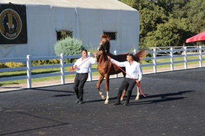 Bursa'da taylar görücüye çıktı! En yüksek bedelle satılan belli oldu...
