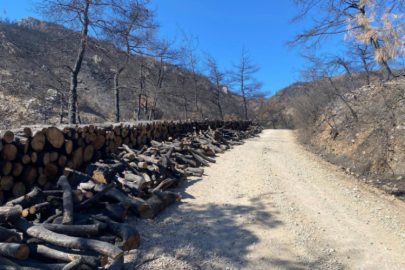 Milli ağaçlandırma gününde binlerce fidan dikilecek...