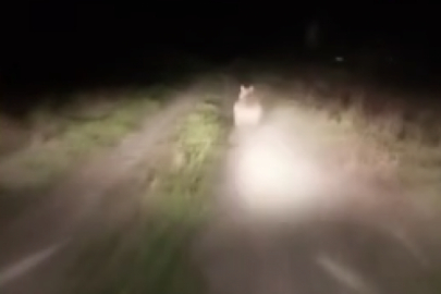 Vatandaşlar köye inen vatandaşlar ayıyı böyle kovaladı