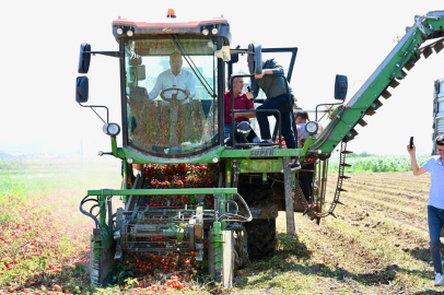 Domatesin başkenti Karacabey’de hasat sezonu sürüyor
