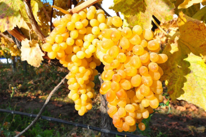 Ahmet Hakan Erdoğan'a seslendi: “20 liraya üzüm mü satılır?"