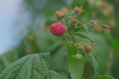 Bursa'da yok olma tehlikesi yaşıyor!