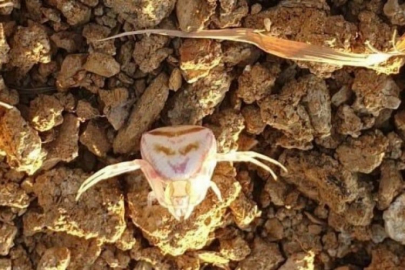 Resmen insan yüzüne benziyor!