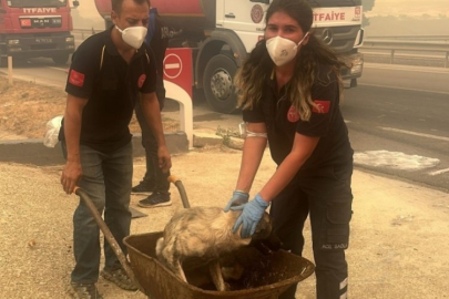 Bursa'da hayvanlar yangından kurtarıldı!