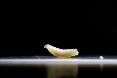 Et yiyen kurtçuk vakaları kontrolden çıkıyor