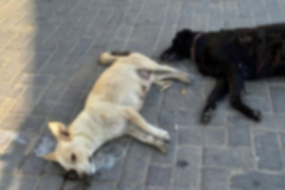 Hayvan katliamı: 10 köpek ile 5 kediyi zehirlediler!