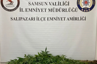 Samsun'da Hint Keneviri Operasyonu: 75 Kök Ele Geçirildi