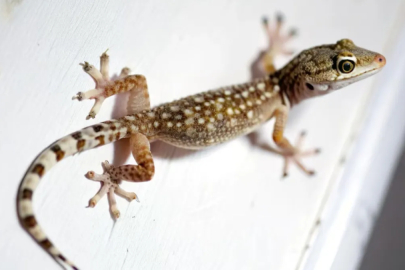 Evde kertenkele görmek şans mı, uyarı mı? İşte anlamı