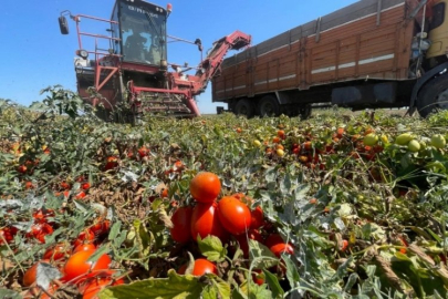 Bursa'da domates çıkmazı! Kara değil, zarara...