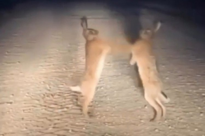 Tavşanların kavgası boks maçlarını aratmadı! İşte o ilginç görüntüler