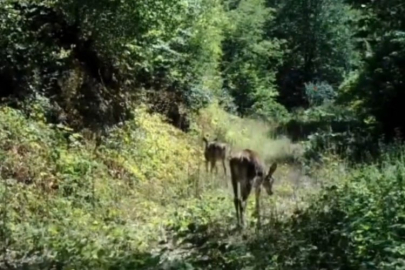 Bolu'da nadir görülen kızıl geyikler görüntülendi
