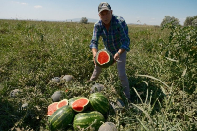 Bursa'da 3 bin 500 ton ekti, tarlada kaldı!