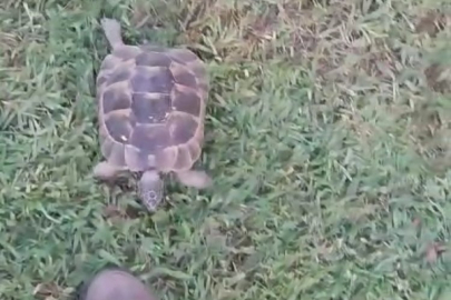 Bursa'da kaplumbağa ve bahçıvanın dostluğu kıskandırdı