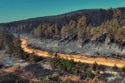 Çok acı manzara! Yeşilin yerini siyah kül örtüsü aldı