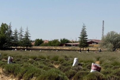 50 miligramı 150 liradan satılıyor: Sadece 8 dekarlık alanda ekildi