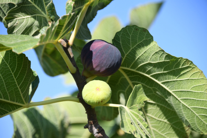 Osmangazi’den dünyaya açılan lezzet 'Bursa Siyah İnciri'
