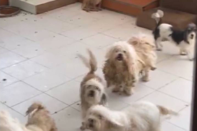 20 köpeği evinde tutan kadına 830 bin TL ceza